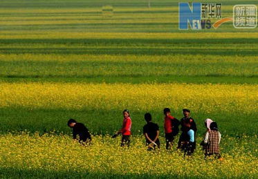十二五期间新疆粮食收购稳中有进 年收购量持续稳定在400万吨以上