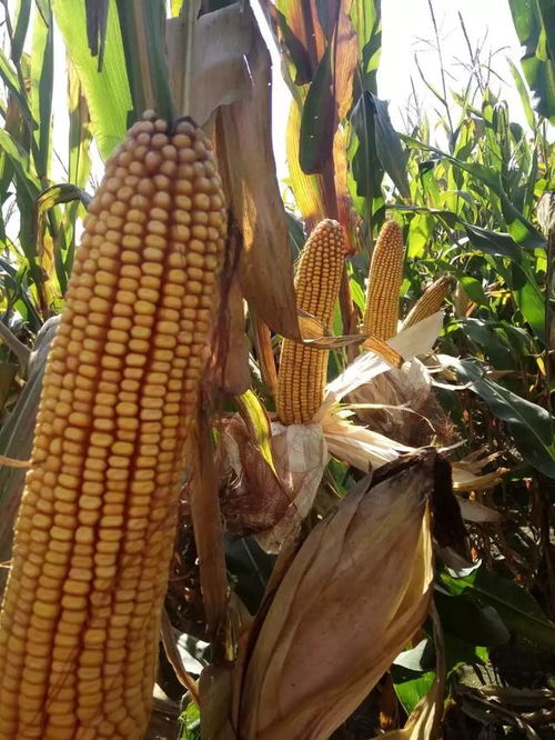 多因素支撑下玉米价格持续走强，粮食收购市场何时能突破2000元大关？