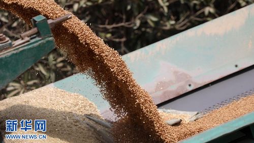 乡村振兴在行动丨科技助力优粮优储 江苏夏粮收购进度超八成